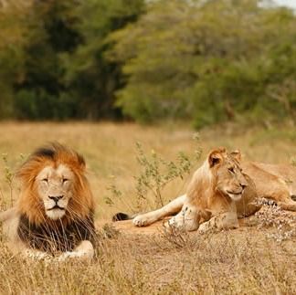 Akagera Lion Encounter
