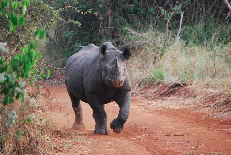 Rhino of Akagera