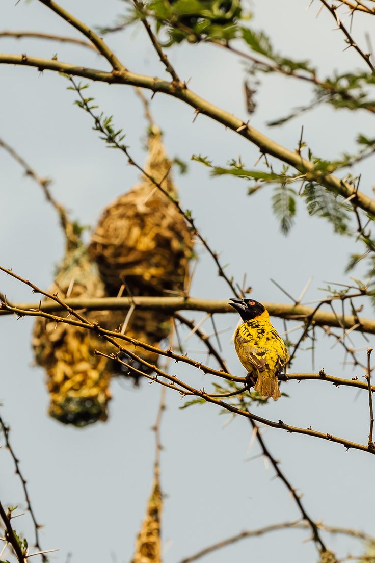 Wetland Birdwatching