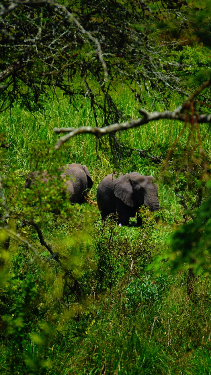 Akagera Wetland Elephants