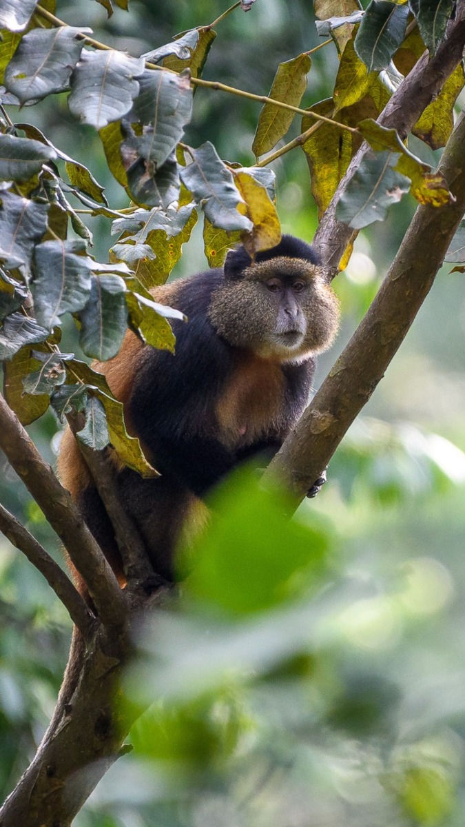 Golden Monkey of Nyungwe