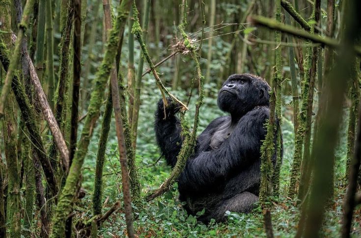Gorilla of the Virunga Forest