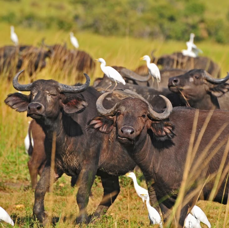 Buffaloes in Akagera
