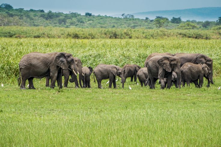 Elephants of Akagera