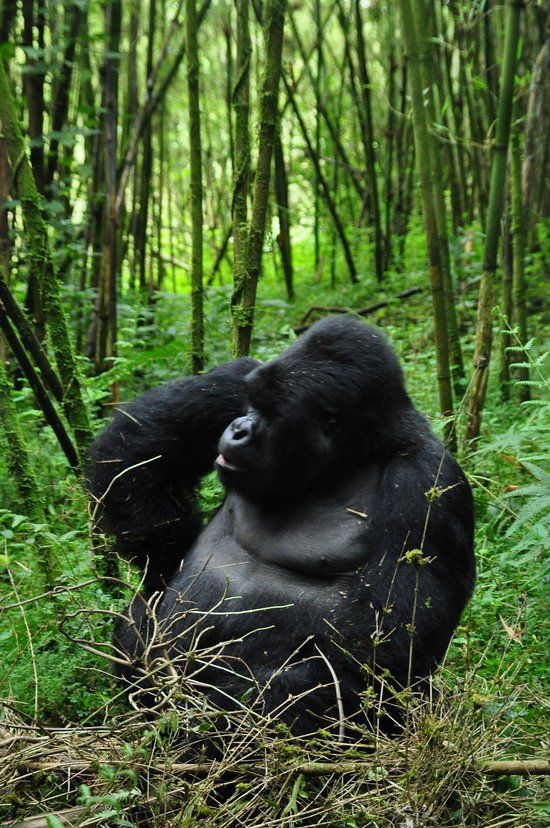 Gorilla in Bamboo Forest