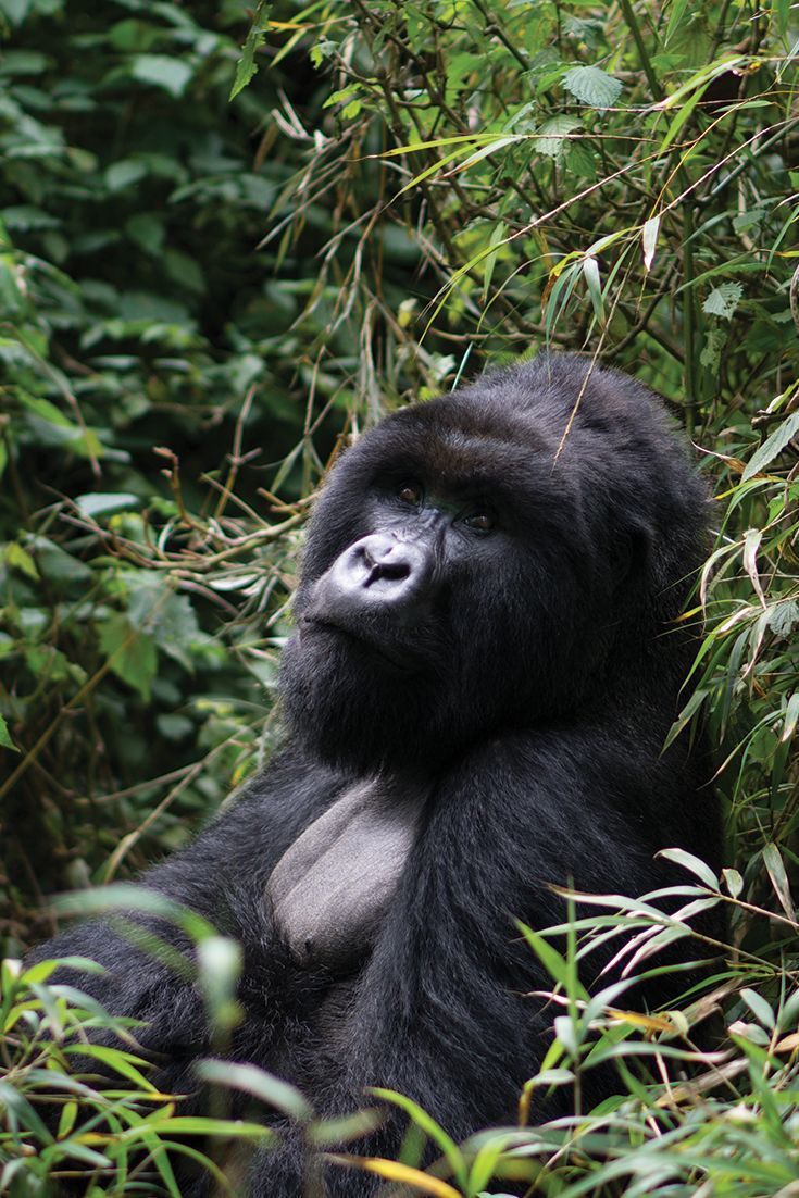 Mountain Gorilla